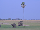 Elephants